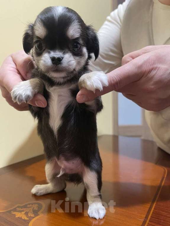 Собаки в других городах Московской области: Щенок чихуахуа мальчик Приц Мальчик, 75 000 руб. - фото 3