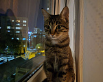 Кошки в Краснодаре: Кошка в добрые руки  Девочка, Бесплатно - фото 5