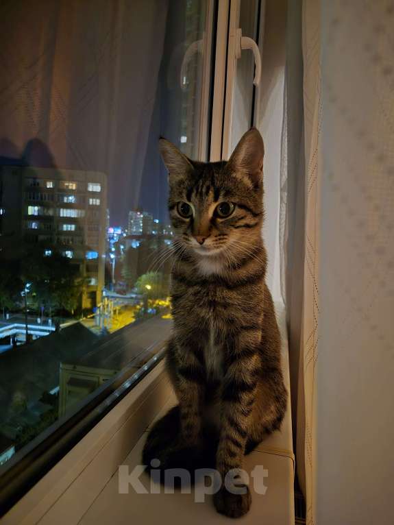 Кошки в Краснодаре: Кошка в добрые руки  Девочка, Бесплатно - фото 5