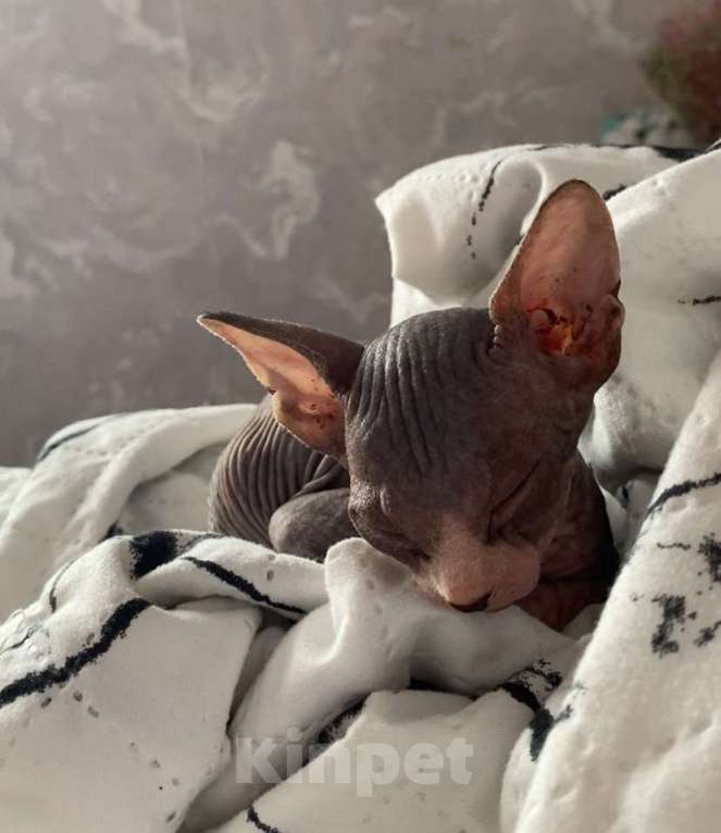 Кошки в Омске: Котята канадского сфинкса Мальчик, 15 000 руб. - фото 1