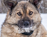 Собаки в Солнечногорске: Собака - позитив, Лёля 2 года Девочка, Бесплатно - фото 5