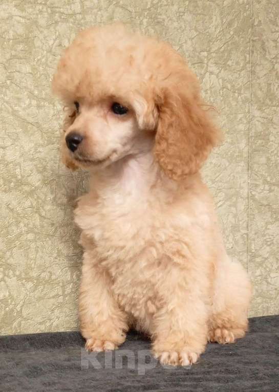 Собаки в Санкт-Петербурге: Рыжики. Девочка, 50 000 руб. - фото 5