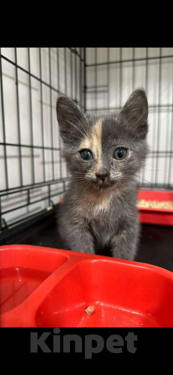 Кошки в других городах Московской области: Малышка Ника в добрые руки Девочка, Бесплатно - фото 1