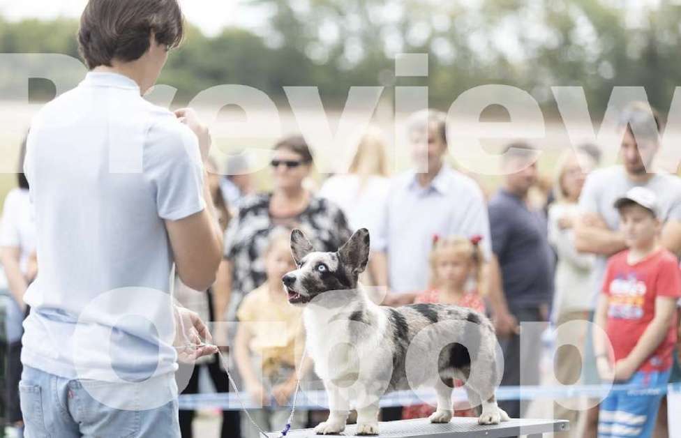 Собаки в Мытищах: Вязка Корги Кардиган(Юный Чемпион России) Мальчик, Бесплатно - фото 1