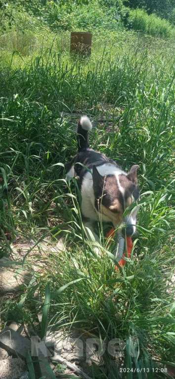 Собаки в других городах Краснодарского края: Фунтик метис Акита из приюта Поводог Сочи в добрые руки  Мальчик, Бесплатно - фото 3