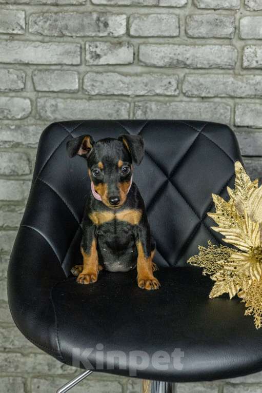 Собаки в Джанкое: Щенок Цвергпинчера Мальчик, 40 000 руб. - фото 5