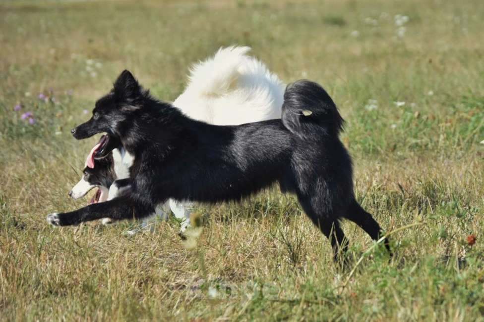 Собаки в Москве: Ненецкая оленегонная лайка. Кобель Чингисхан.  Мальчик, 30 000 руб. - фото 5