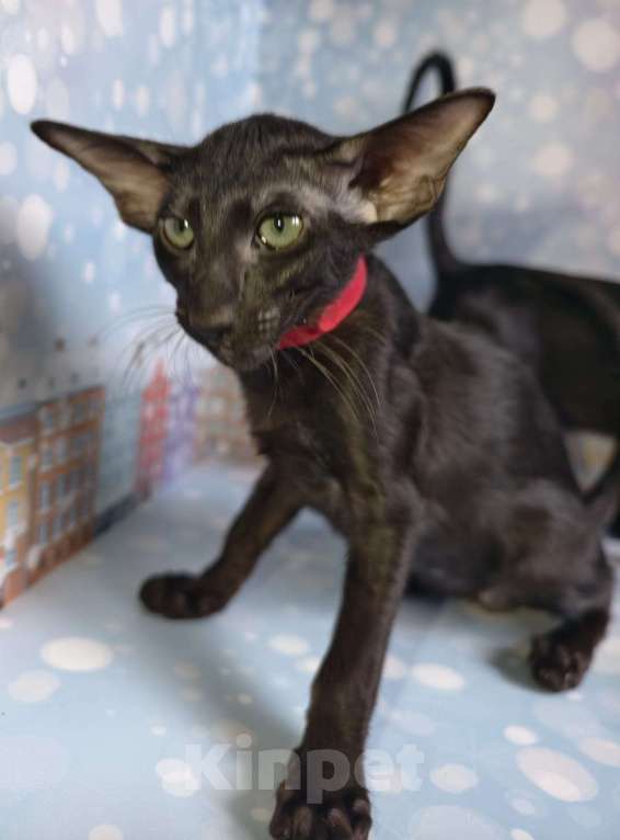 Кошки в Тюмени: Ориентальные котята  Девочка, 40 000 руб. - фото 7