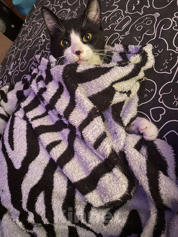 Кошки в Москве: Кот диего Мальчик, Бесплатно - фото 2