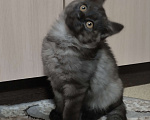 Кошки в других городах Красноярского края: Одиссей Мальчик, Бесплатно - фото 1