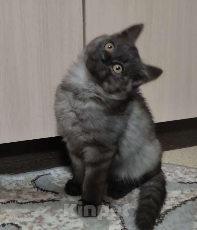 Кошки в других городах Красноярского края: Одиссей Мальчик, Бесплатно - фото 1