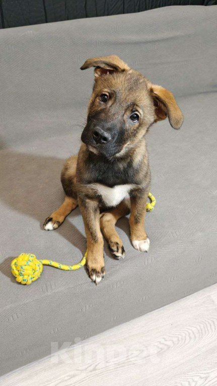 Собаки в Санкт-Петербурге: Малыши 3 месяца — найдены, ищут дом Мальчик, Бесплатно - фото 5