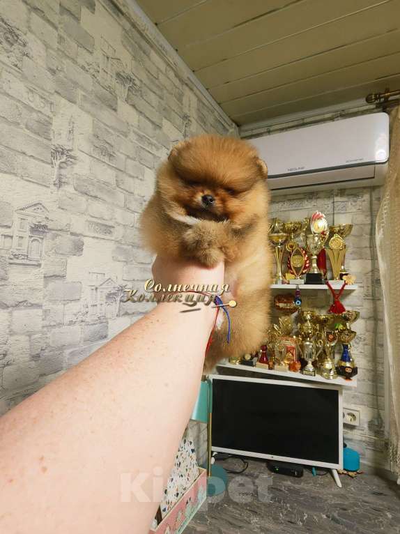 Собаки в Москве: Шпиц померанский в медвежьем типе девочка из племенного питомника Девочка, Бесплатно - фото 1