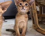 Кошки в других городах Московской области: Абиссинский котик  Мальчик, 75 000 руб. - фото 3