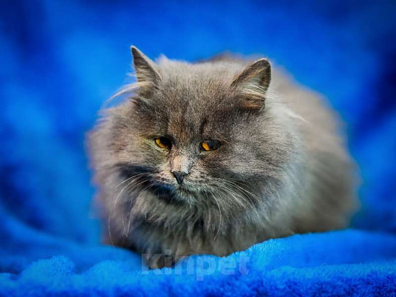 Кошки в Москве: Персидский котенок Мелисса в добрые руки Девочка, Бесплатно - фото 3