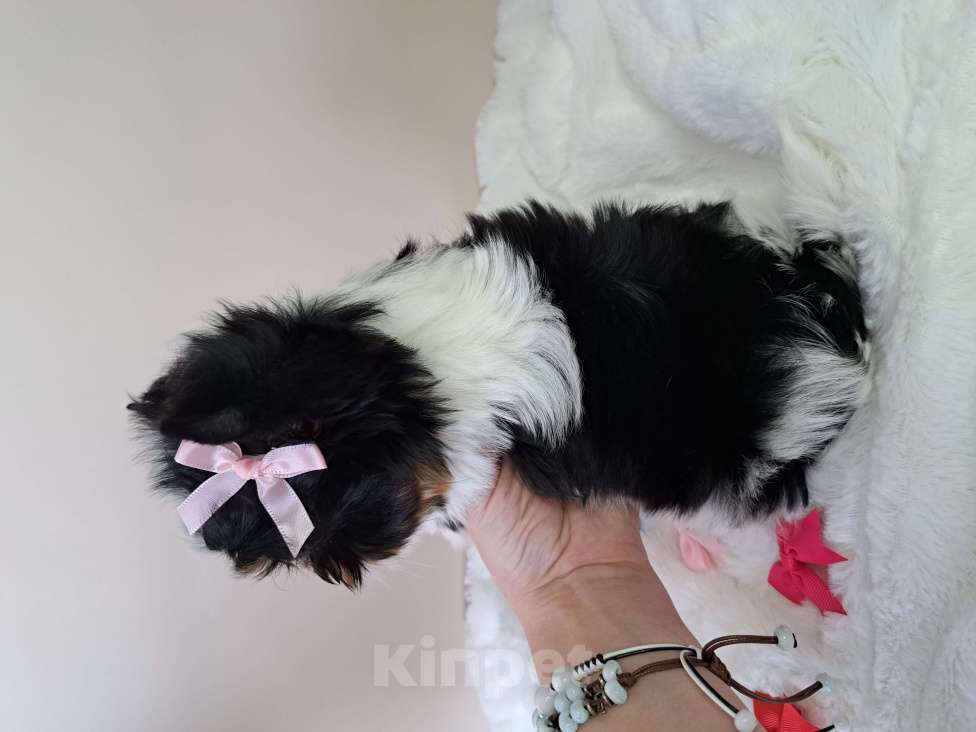 Собаки в Москве: Девочка Бивер Девочка, 120 000 руб. - фото 2