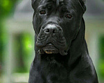 Собаки в Туле: Вязка, 10 000 руб. - фото 2