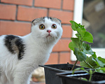 Кошки в Челябинске: Очаровательный шотландский котёнок Мальчик, 25 000 руб. - фото 3