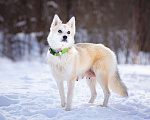 Собаки в Солнечногорске: Маленькая красотка в дар Девочка, Бесплатно - фото 7
