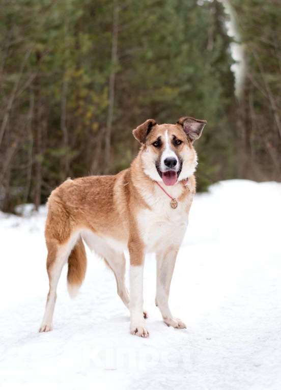 Собаки в Москве: Матильда из мультфильма ищет дом Девочка, Бесплатно - фото 3