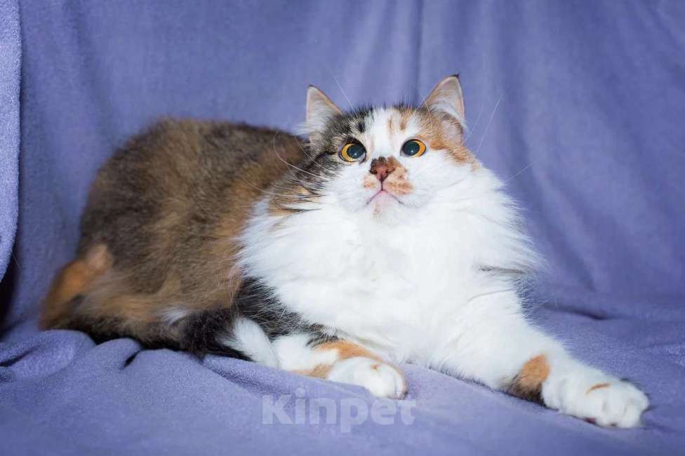 Кошки в Москве: Ну очень красивая кошка-актриса Девочка, Бесплатно - фото 3