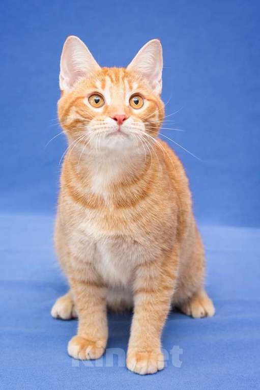 Кошки в Москве: Рыжий котенок Чери в добрые руки Девочка, 1 руб. - фото 10