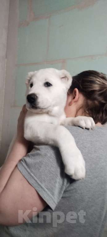 Собаки в Перми: Щенки САО  Мальчик, Бесплатно - фото 5