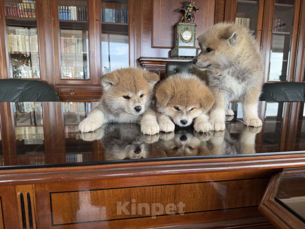 Собаки в Краснодаре: Щенок Акита ину (17.02.25) Девочка, 25 000 руб. - фото 2