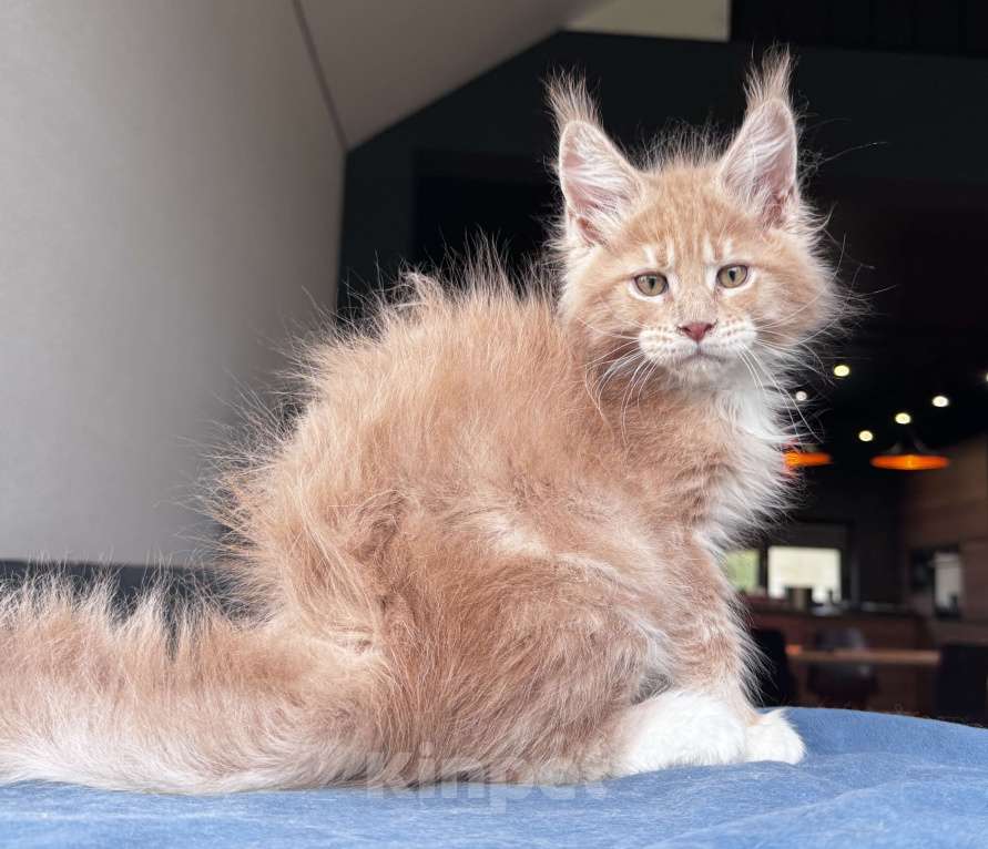 Кошки в Москве: Кот Мейн Кун Veyron Fletcher Мальчик, 100 000 руб. - фото 8