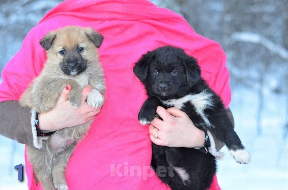 Собаки в Ореховом-Зуево: 2 мес щенки 2 мальчика и девочка ищут дом! Мальчик, 10 руб. - фото 1