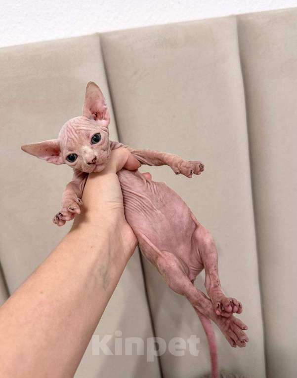 Кошки в Саратове: Котята сфинкса Мальчик, 20 000 руб. - фото 8