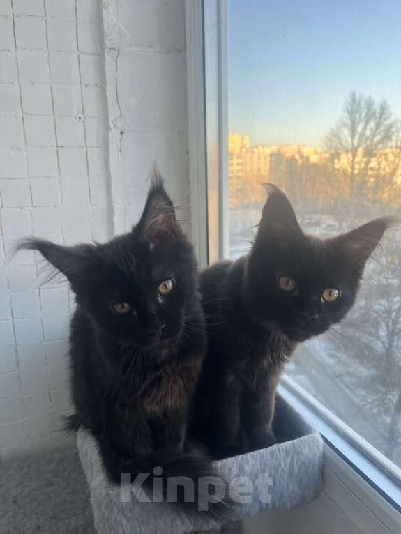 Кошки в Санкт-Петербурге: Баунти Девочка, 15 000 руб. - фото 4