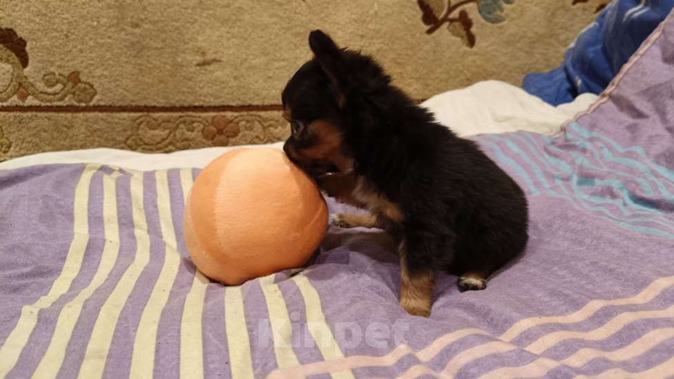 Собаки в других городах Ленинградской области: Девочка черно-подпалая  Девочка, Бесплатно - фото 2