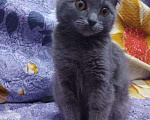 Кошки в Новошахтинске: Продам кота  Мальчик, 1 500 руб. - фото 1