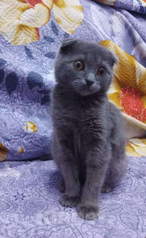 Кошки в Новошахтинске: Продам кота  Мальчик, 1 500 руб. - фото 1
