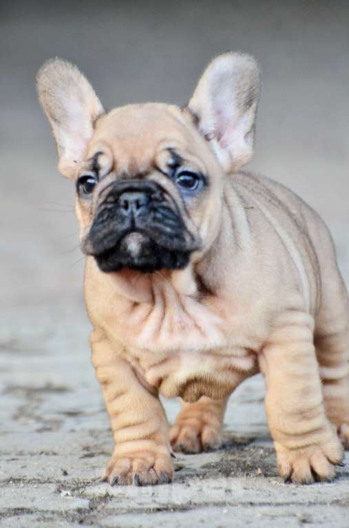 Собаки в Старом Купавне: Очаровательный Пуф Мальчик, 70 000 руб. - фото 4