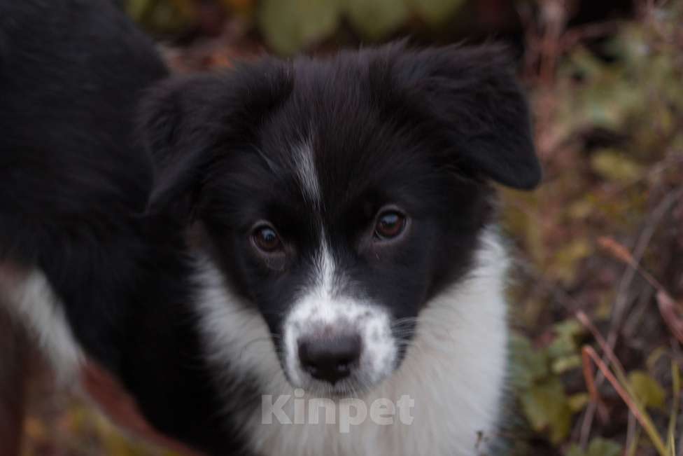 Собаки в Казани: Щеночки австралийской овчарки Мальчик, 50 000 руб. - фото 5
