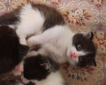Кошки в Гатчине: Котята мальчики метисы от вислоухой шотландской Мальчик, 2 500 руб. - фото 5