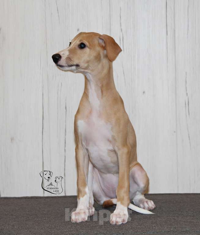 Собаки в Москве: Щенoк УИППЕTA oт пары шикaрных пopoдныx пpедставитeлeй Девочка, 100 000 руб. - фото 3