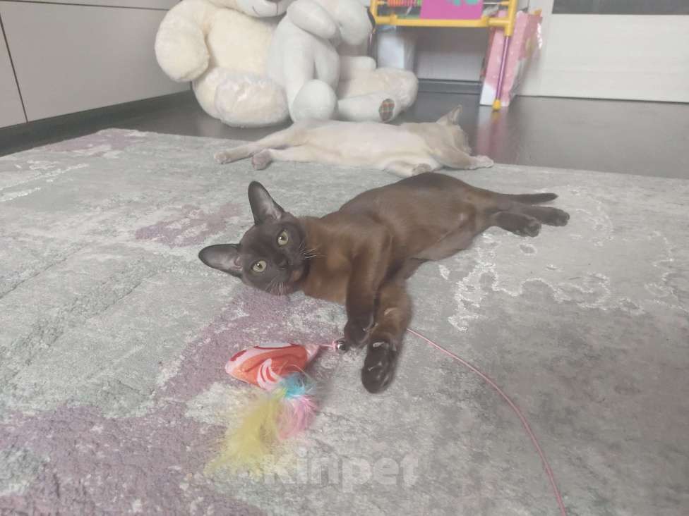 Кошки в Лыткарино: Бурманские котята Девочка, 35 000 руб. - фото 2