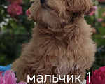 Кошки в Краснодаре: Щенки Мальтмпу f1 мини Мальчик, 50 000 руб. - фото 5