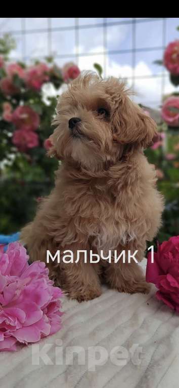 Кошки в Краснодаре: Щенки Мальтмпу f1 мини Мальчик, 50 000 руб. - фото 5