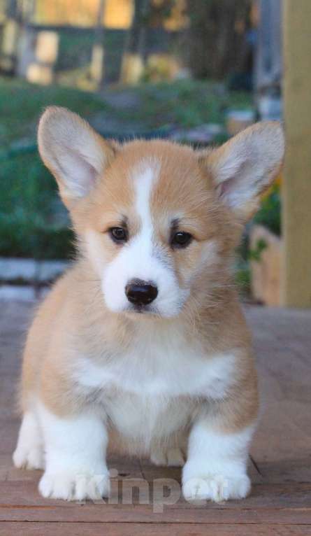 Собаки в Москве: Аманси Буги-вуги Мальчик, 75 000 руб. - фото 8