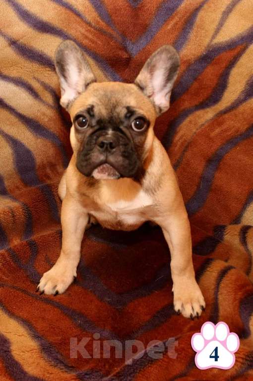 Собаки в Липецке: Французский бульдог. Щенки "соболиного окраса" Мальчик, 80 000 руб. - фото 6