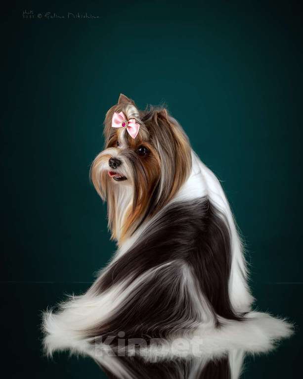 Собаки в Москве: Девочка Бивер Девочка, 265 000 руб. - фото 7