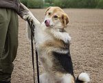 Собаки в Москве: Компанейская Лента ищет хозяина! Девочка, Бесплатно - фото 9