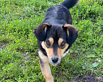 Собаки в Семилуках: Умная собака Девочка, Бесплатно - фото 9