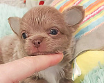 Собаки в Новосибирске: Мальчик Чихуахуа Мальчик, Бесплатно - фото 2