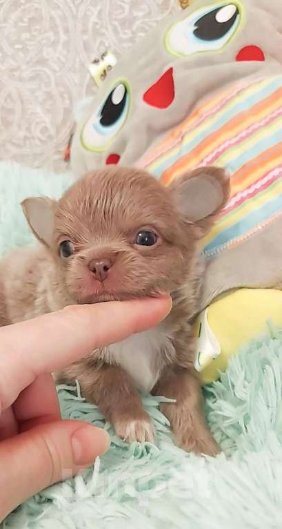 Собаки в Новосибирске: Мальчик Чихуахуа Мальчик, Бесплатно - фото 2