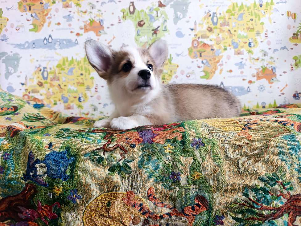 Собаки в Уфе: Корги пемброк Мальчик, 45 000 руб. - фото 2